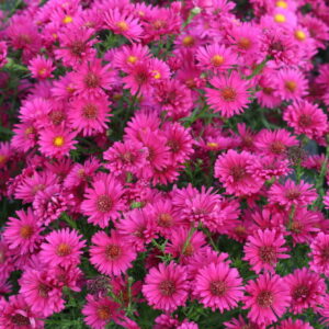 Aster novi-belgii / Symphyotrichum novi-belgii 'Royal Ruby'; õiekas sügisaster 'Royal Ruby'