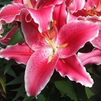 Lilium 'After Eight'