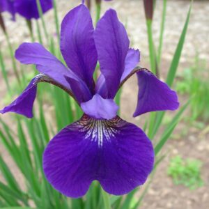 Iris sibirica 'Caesar's Brother'; siberi iiris 'Caesar's Brother'