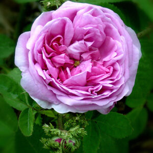 Chapeau de Napoléon / Cristata