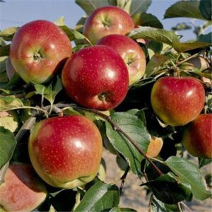 Õun 'Villandry' - sügisõun