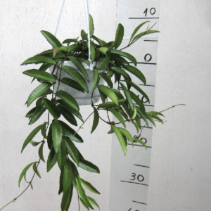 Hoya longifolia "China Beans UUS!