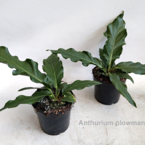 Anthurium plowmanii UUS!
