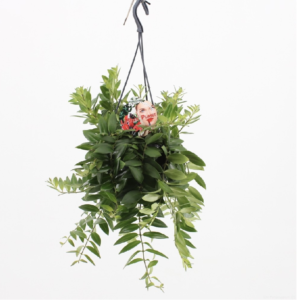 Aeschynanthus japhrolepis Caroline