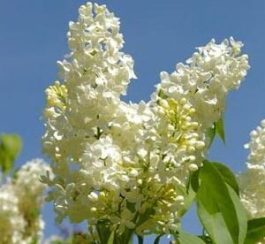 Syringa vulgaris 'Primrose'