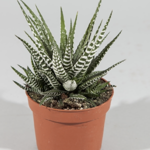 Haworthia fasciata "Big Band"