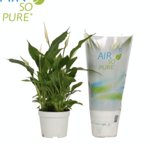 Spathiphyllum 'Bellini'