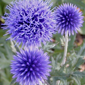 Echinops bannaticus 'Blue Globe'; ungari mesiohakas 'Blue Globe'