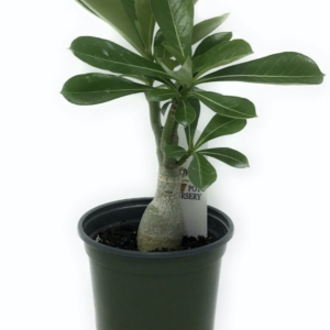 Adenium obesum