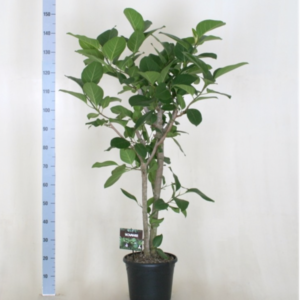 Ficus benghalensis Altissima UUS!