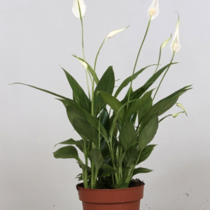 Spathiphyllum 'Pearl Cupido'