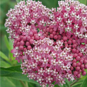 Asclepias incarnata 'Soulmate'
