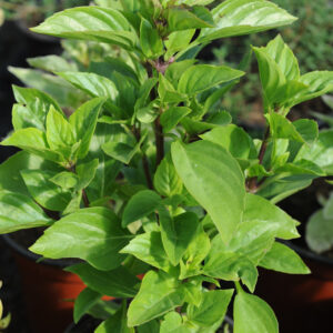 Ocimum x basilicum 'Tauris' UUS!