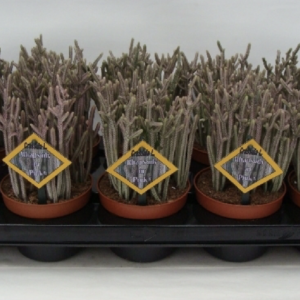 Crassula "Rhapsody In Pink"