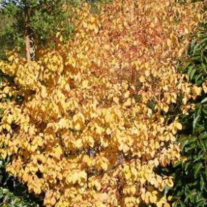 Cornus sanguinea 'Winter Beauty'
