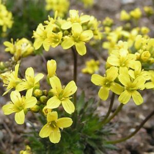Draba sibirica UUS!