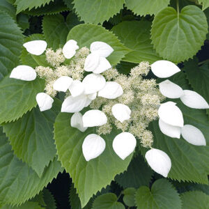 Schizophragma hydrangeoides