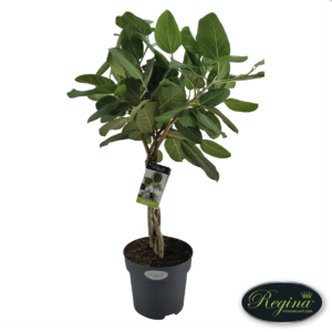 Ficus benghalensis "Audrey" UUS!