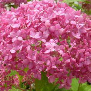 Hydrangea arborescens 'Invincibelle'/ 'Pink Annabelle'