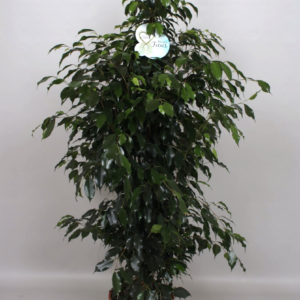 Ficus benjamina "Danielle"