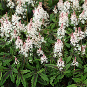 Tiarella x hybrida 'Spring Symphony'
