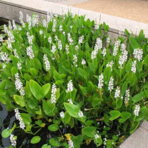Pontederia cordata 'White Pike'