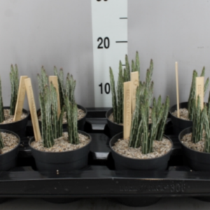 Senecio stapeliiformis UUS!