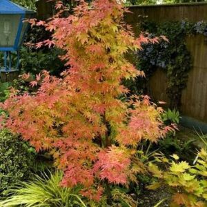 Acer palmatum 'Orange Dream'