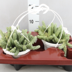 Peperomia columnaris UUS!