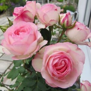 Mini Eden Rose® / Mini Pierre de Ronsard®