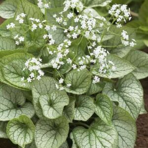 Brunnera macrophylla 'Mr. Morse'; suurelehine brunnera 'Mr. Morse'