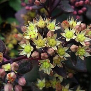 Sedum 'Yellow Xenox'
