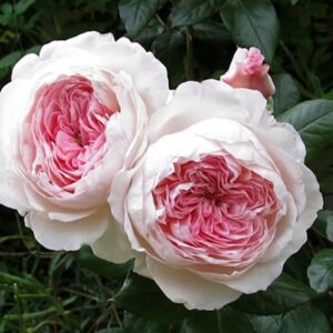 Alexandra® - Princesse de Luxembourg