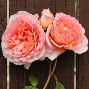Abraham Darby®