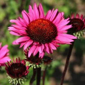 Echinacea purpurea 'Fatal Attraction'; punane siilkübar 'Fatal Attraction'