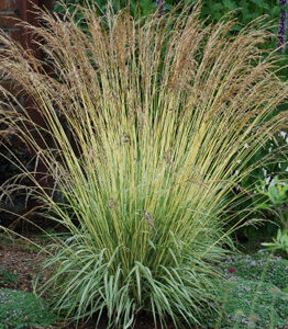 Molinia caerulea 'Variegata'; harilik sinihelmikas 'Variegata'