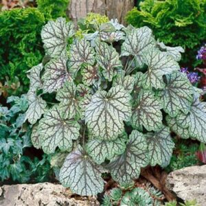 Heuchera 'Venus'; helmikpööris 'Venus'