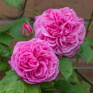 Gertrude Jekyll®