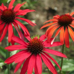 Echinacea purpurea 'Hot Summer'; punane siilkübar 'Hot Summer'