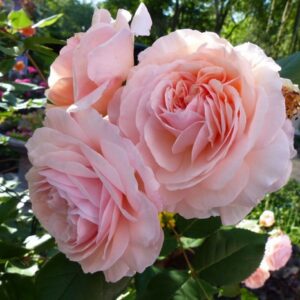 A Shropshire Lad®