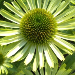 Echinacea purpurea 'Green Jewel'; punane siilkübar 'Green Jewel'