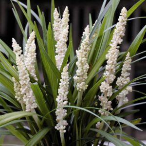Liriope muscari 'Monroe White'; tihe habemätas 'Monroe White'