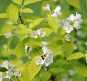 Philadelphus coronarius 'Aureus'