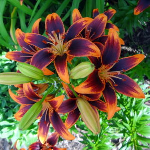 Lilium 'Forever Susan'