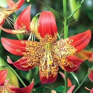 Lilium 'Fusion'