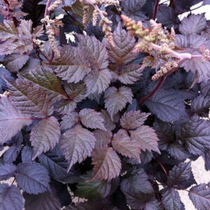 Astilbe 'Chocolate Shogun'