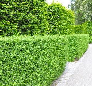 Ligustrum vulgare 'Atrovirens'