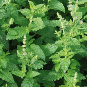 Mentha 'Almira'; münt 'Almira'