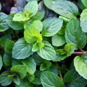 Mentha x piperita 'Granada'; piparmünt 'Granada'