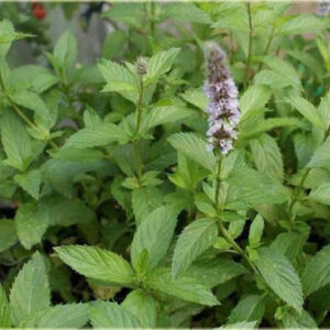 Mentha x piperita 'Swiss'; piparmünt 'Swiss'
